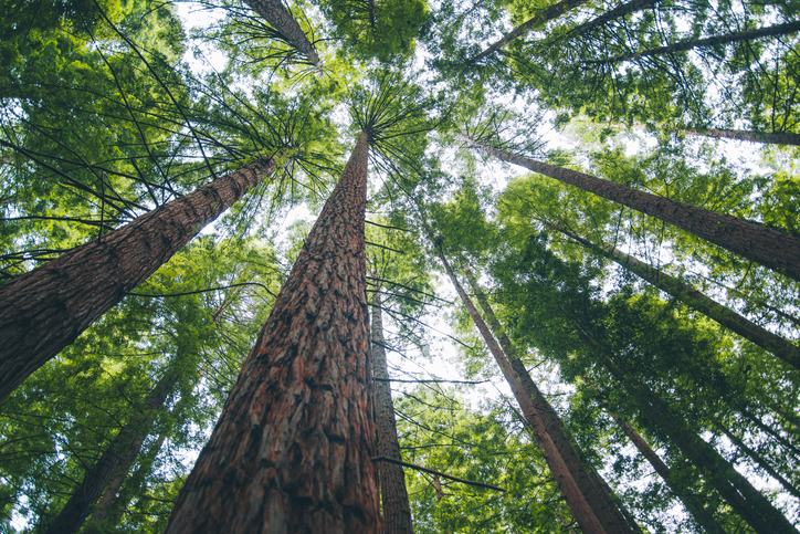 Die bedeutungsvolle Symbolik des Sequoia