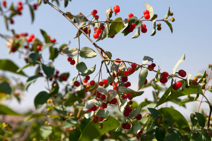 Die giftige rote Heckenkirsche