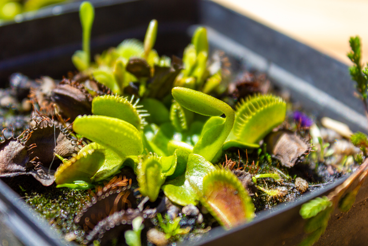 Die richtige Aufbewahrung der Samen