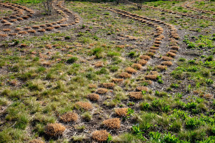 Die richtige Pflege des Pampasgrases