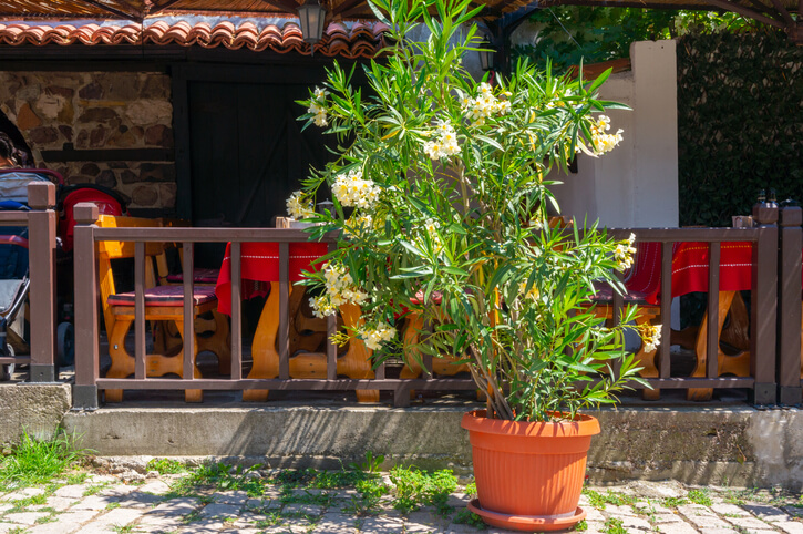 Die richtige Pflege im Garten