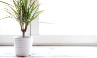 Drachenbaum - wie lange dauert die Blüte