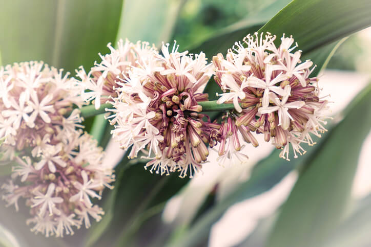 Drachenbaum – die Besonderheiten