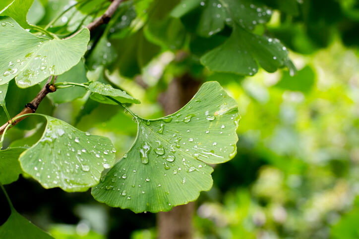 Düngung des Ginkgos