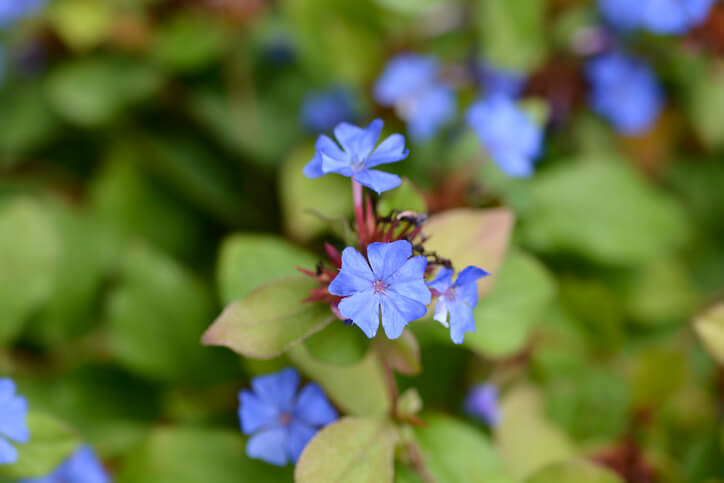 Dunkle Überwinterung