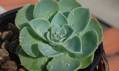 Echeveria - ist die Pflanze winterhart oder nicht