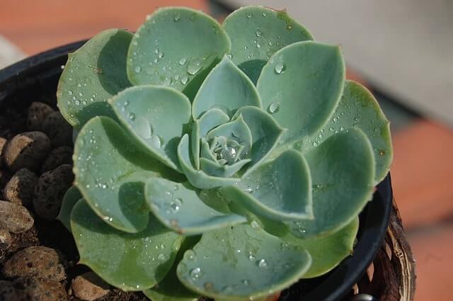 Echeveria - ist die Pflanze winterhart oder nicht