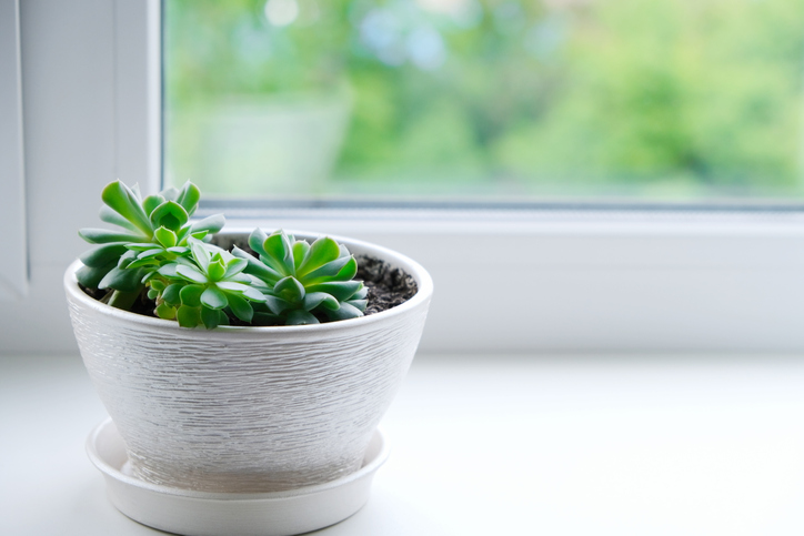 Echeveria richtig überwintern