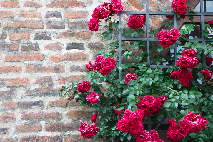 Echte Kletterrosen oder Ramblerrosen