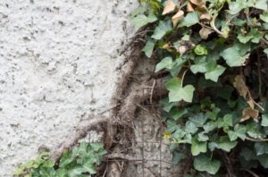 Efeu Von Hauswand Entfernen