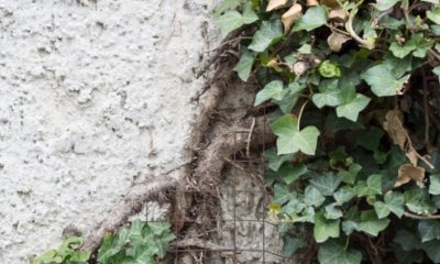 Efeu Haftwurzeln von der Hauswand entfernen