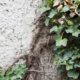 Efeu Haftwurzeln von der Hauswand entfernen