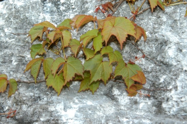 Efeu richtig an einer Mauer ziehen