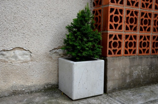 Eibe im Kübel halten und pflegen