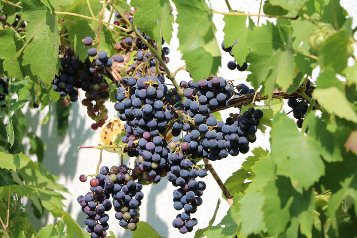 Eine Auswahl an ausgezeichnet für den Garten geeigneten Weintraubensorten