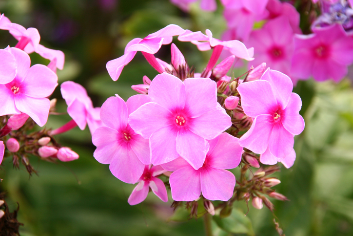 Einjähriger Sommerphlox