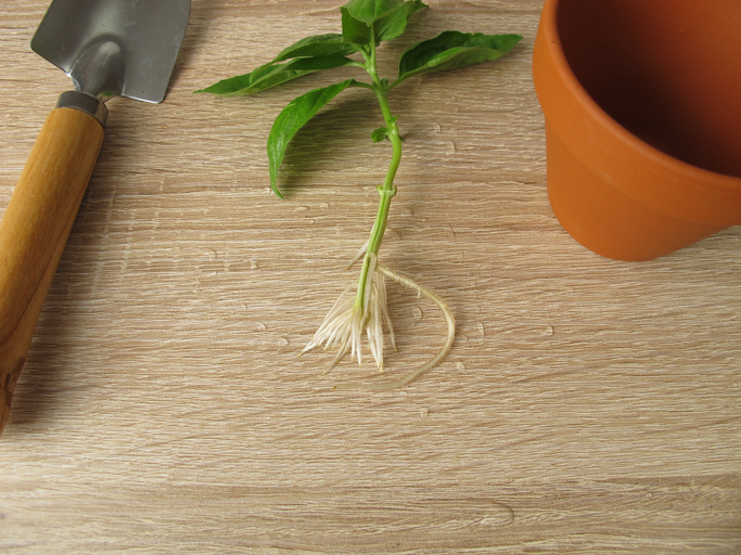 Einpflanzen des Stecklings