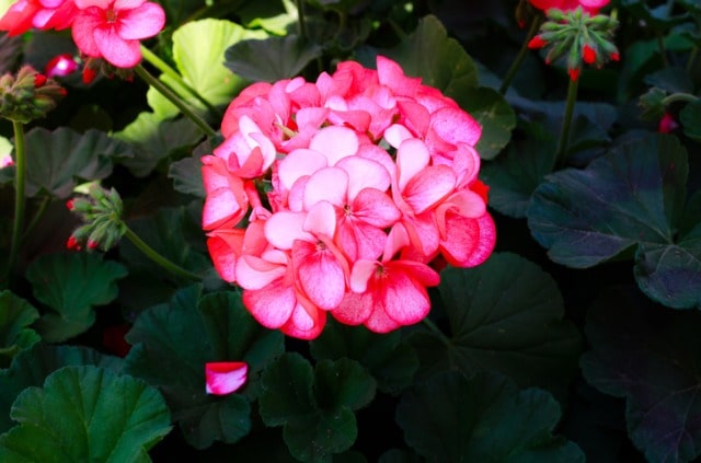 Eisbegonien im Garten pflanzen und pflegen