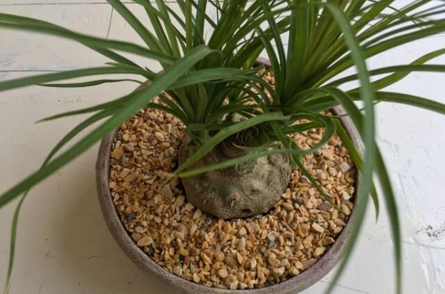 Elefantenfuß aus Ableger ziehen