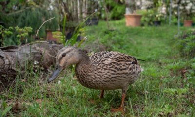 Enten im Garten halten - Tipps und Tricks