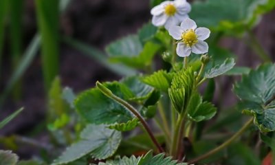 Erdbeeren aus Samen ziehen