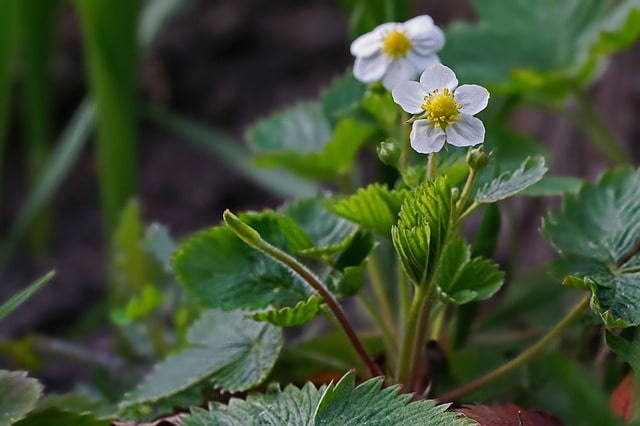 Erdbeeren aus Samen ziehen