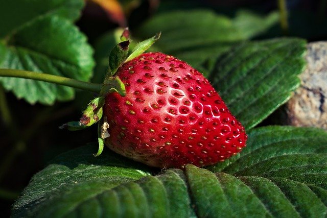 Erdbeeren im Topf