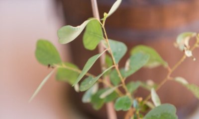 Eukalyptus als Bonsai ziehen