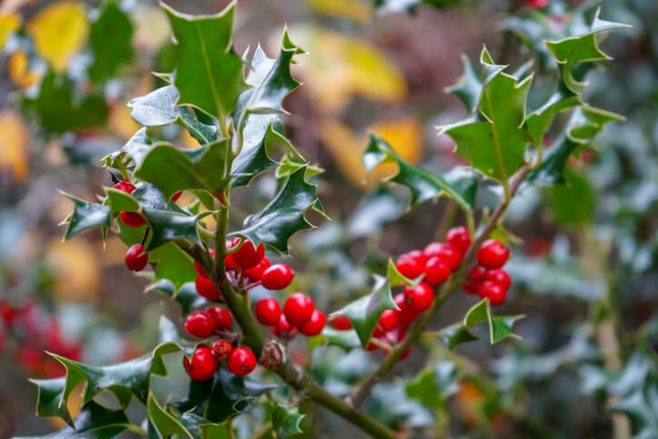 Europäische Stechpalme