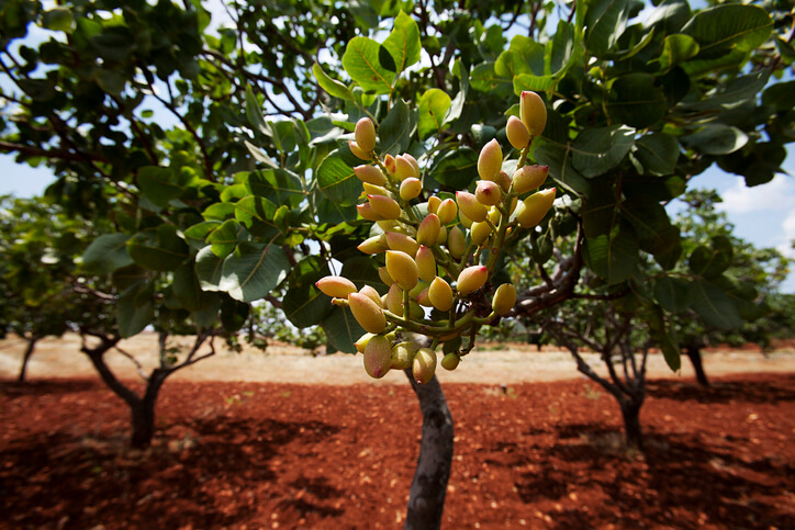 Fakten zur Pistazie