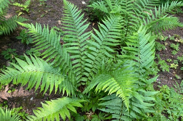 Farn wird braun und verliert Blätter - was tun