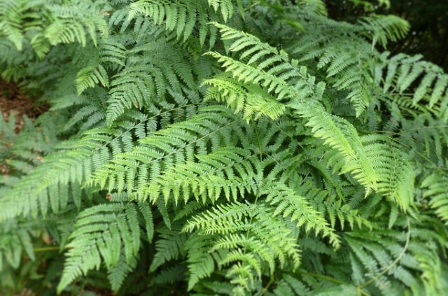 Farnsporen aussäen - Anleitung und Tipps