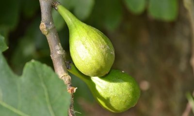 Feigenbaum auf dem Balkon halten