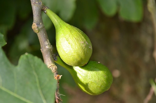 Feigenbaum auf dem Balkon halten