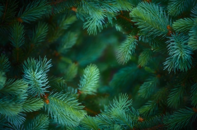 Fichte als Hecke ziehen