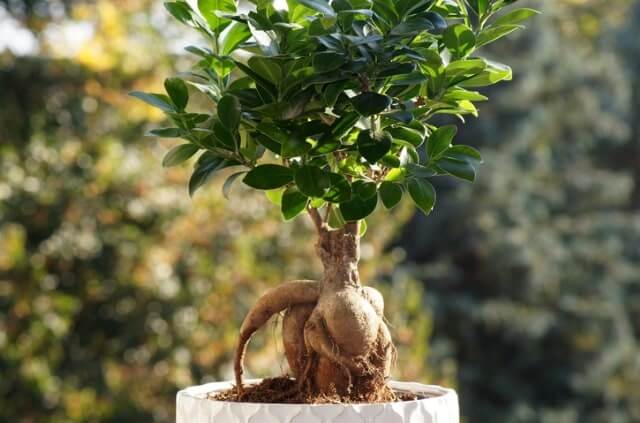 Ficus Ginseng umtopfen und pflegen