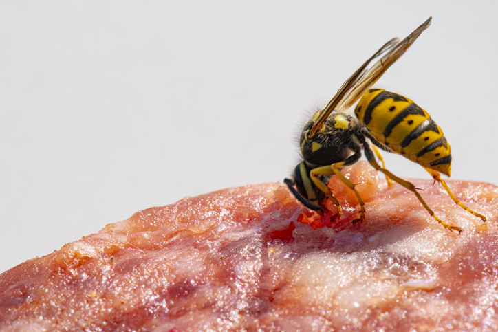Fleisch und Wurst als Hausmittel für Wespen