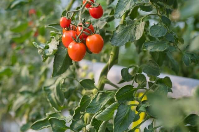 Fliegen an Tomaten bekämpfen - effektive Hausmittel