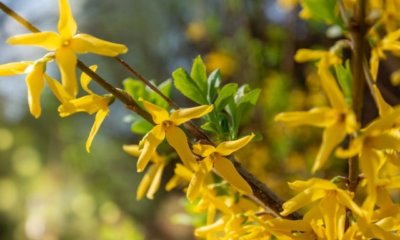 Forsythie als Hecke pflanzen