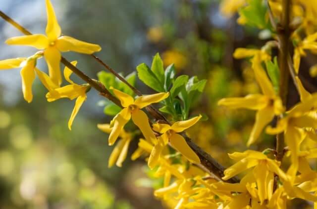 Forsythie als Hecke pflanzen