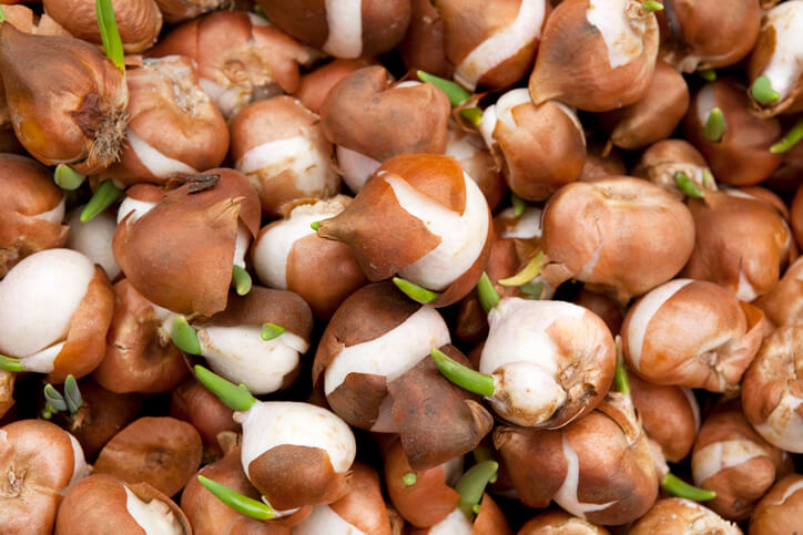 Frische Blumenzwiebeln verwenden