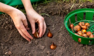 Frühjahrsblüher Zwiebeln richtig pflanzen und lagern