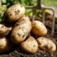 Frühkartoffeln richtig ernten und lagern