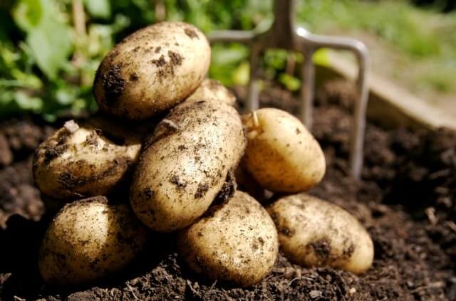 Frühkartoffeln richtig ernten und lagern