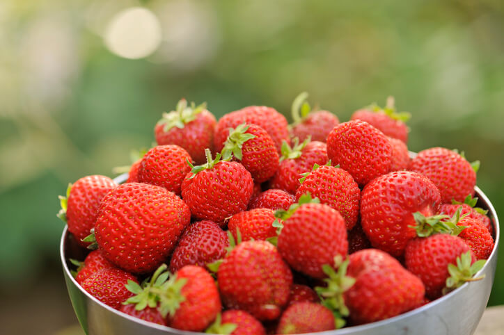 Frühtragende Erdbeeren
