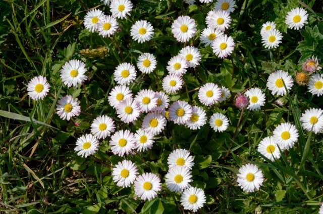 Gänseblümchen auf dem Balkon halten