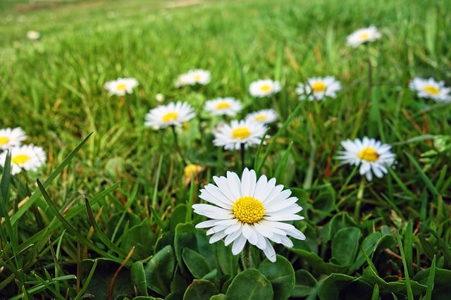 Gänseblümchen im Topf kultivieren - Standort und Pflege
