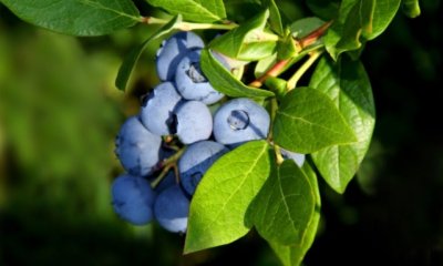 Gartenheidelbeeren pflanzen, düngen und vermehren