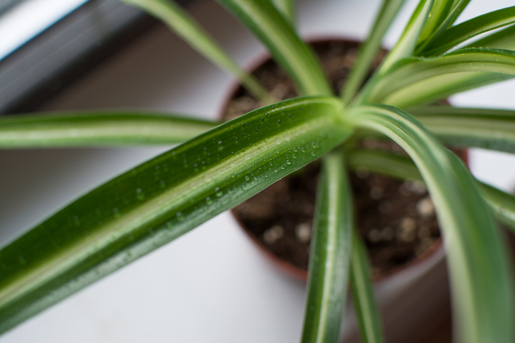 Geeignete Hausmittel als Dünger