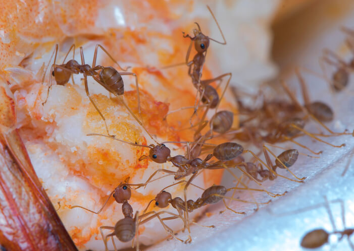 Geeignete Hausmittel zur Bekämpfung von Ameisen